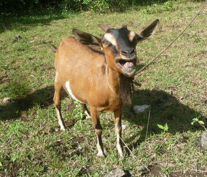 f:id:pepie17:20170718160052j:image