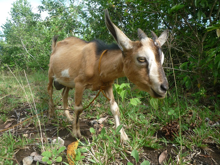 f:id:pepie17:20170718161000j:image