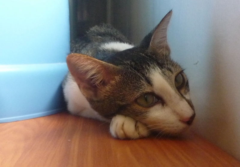 f:id:pepie17:20170719153008j:image