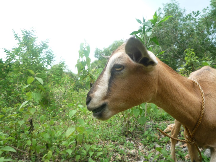 f:id:pepie17:20170802123123j:image