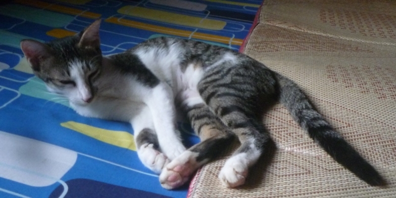 f:id:pepie17:20170807065255j:image