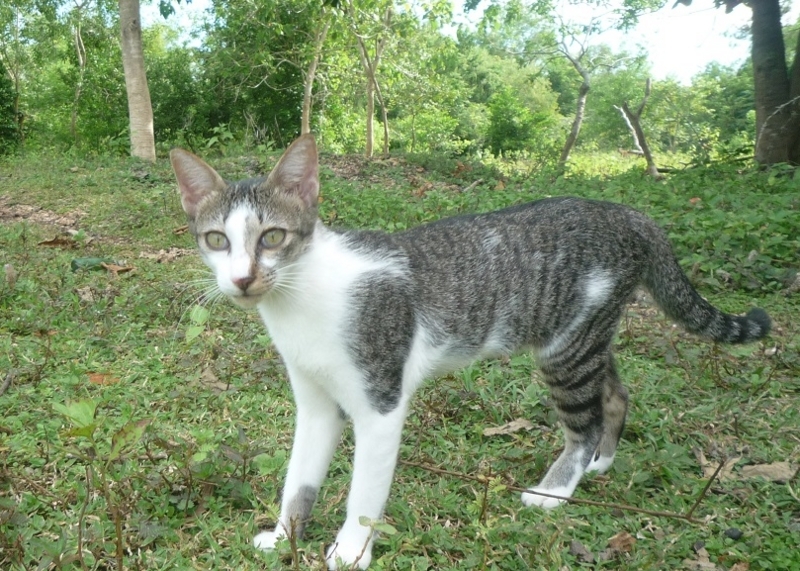 f:id:pepie17:20170811160012j:image