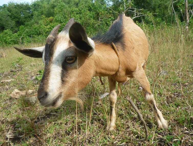 f:id:pepie17:20170811161231j:image