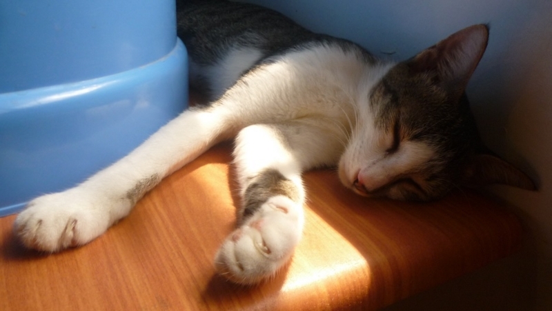 f:id:pepie17:20170814143551j:image