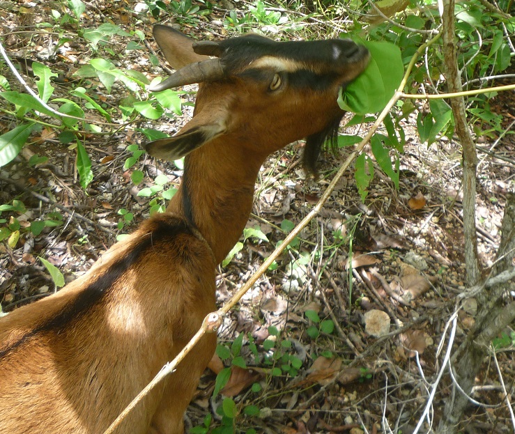 f:id:pepie17:20170817124651j:image