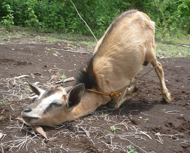 f:id:pepie17:20170817125239j:image