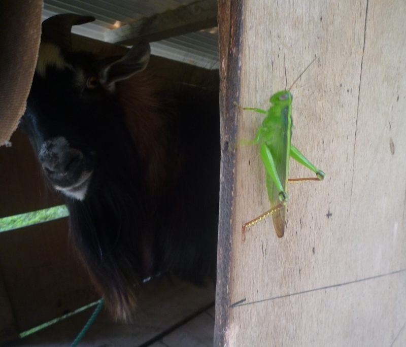 f:id:pepie17:20170822142215j:image