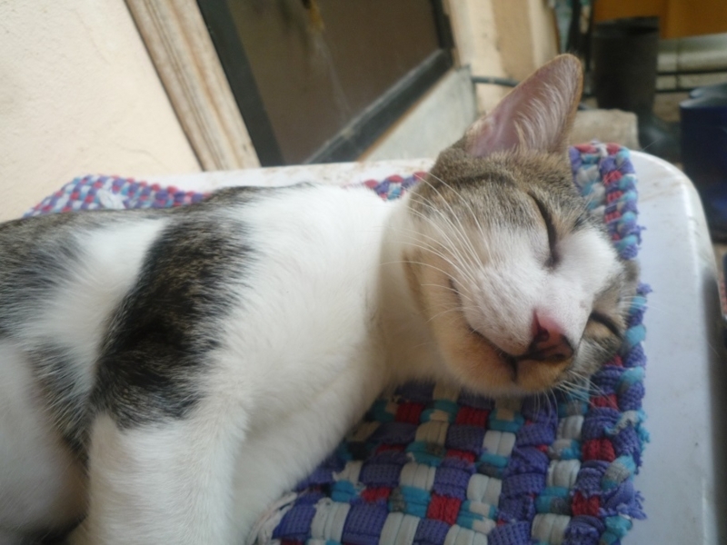 f:id:pepie17:20170824105902j:image