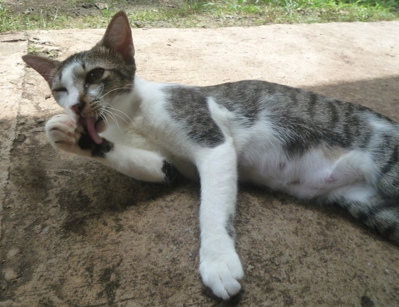 f:id:pepie17:20170828134235j:image