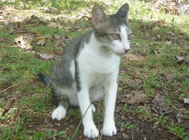 f:id:pepie17:20171002143143j:image