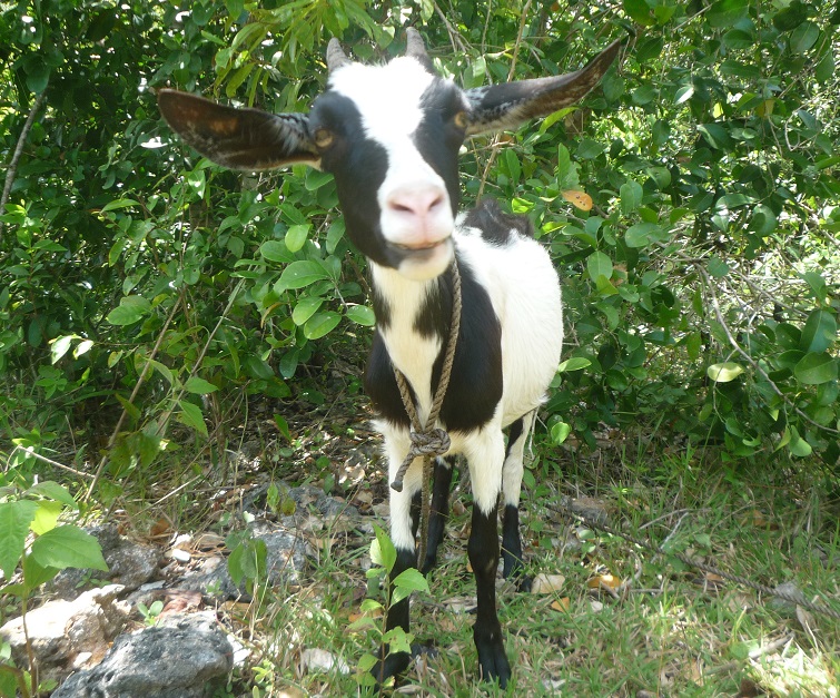 f:id:pepie17:20171005130308j:image