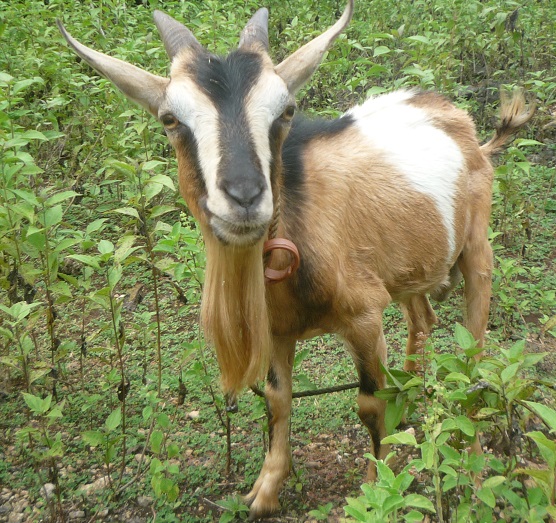 f:id:pepie17:20171016161002j:image