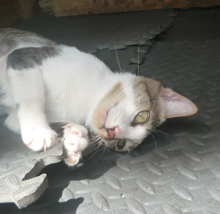 f:id:pepie17:20180117113844j:image