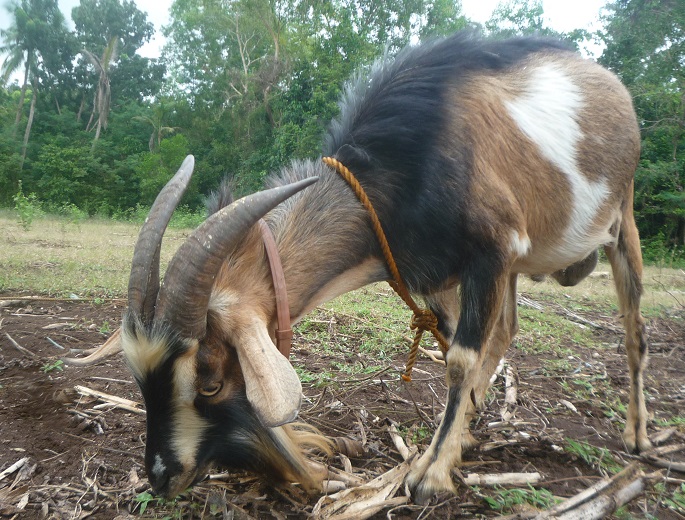 f:id:pepie17:20180119160121j:image