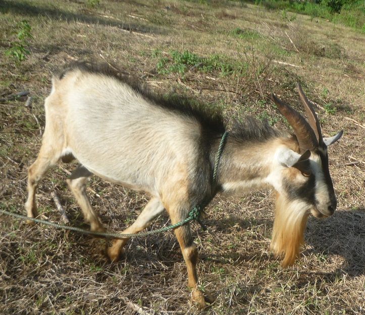 f:id:pepie17:20180204170040j:image