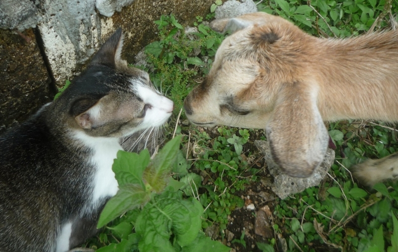 f:id:pepie17:20180206152800j:image