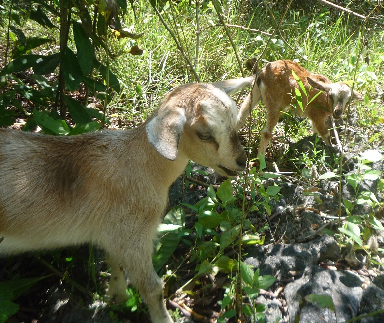 f:id:pepie17:20180208120726j:image