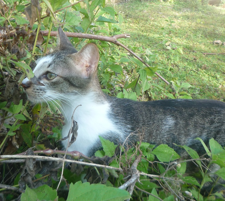 f:id:pepie17:20180210082521j:image