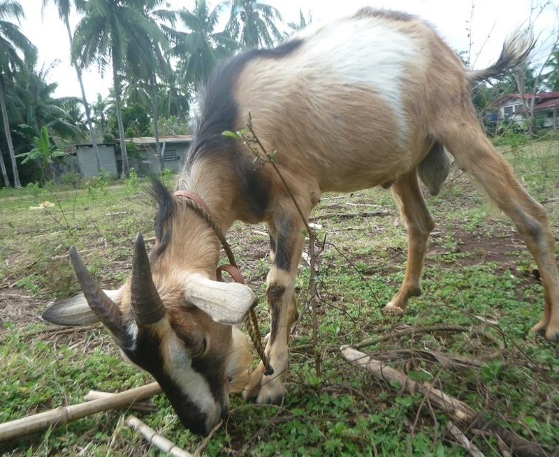 f:id:pepie17:20180305161531j:image