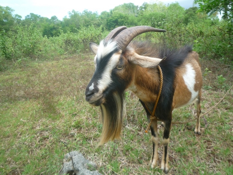 f:id:pepie17:20180504124720j:image