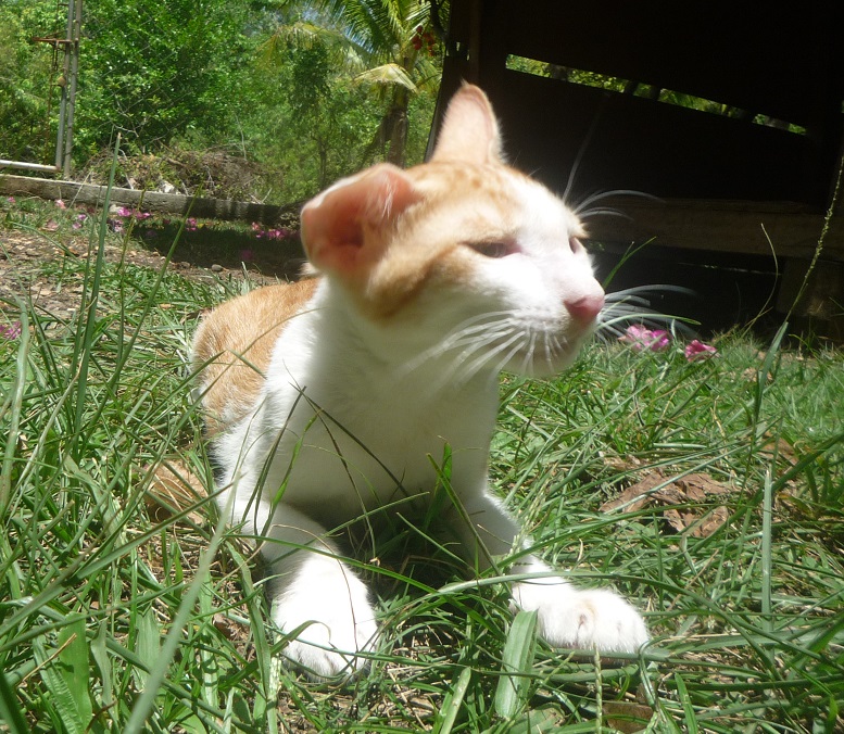 f:id:pepie17:20180724131643j:image