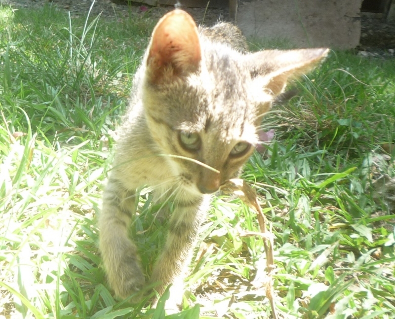 f:id:pepie17:20180729135043j:image