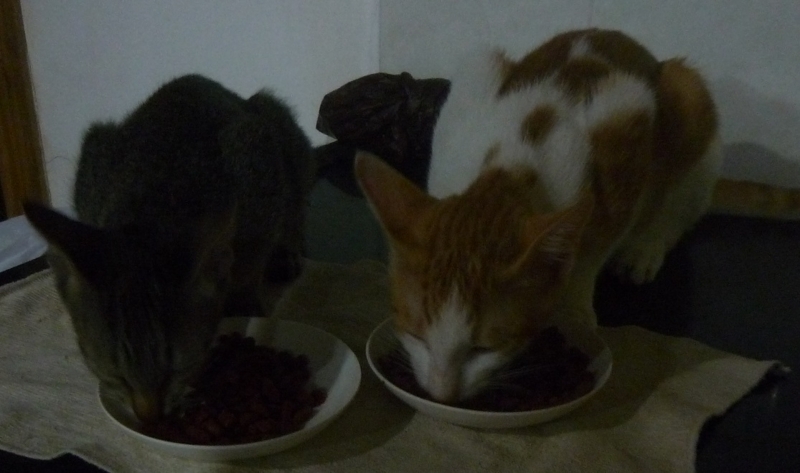 f:id:pepie17:20180825214921j:image