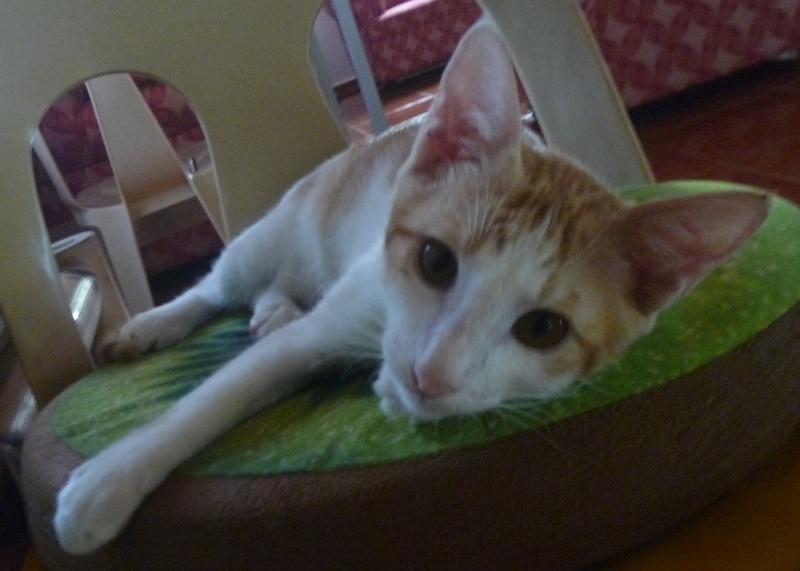 f:id:pepie17:20180904124230j:image