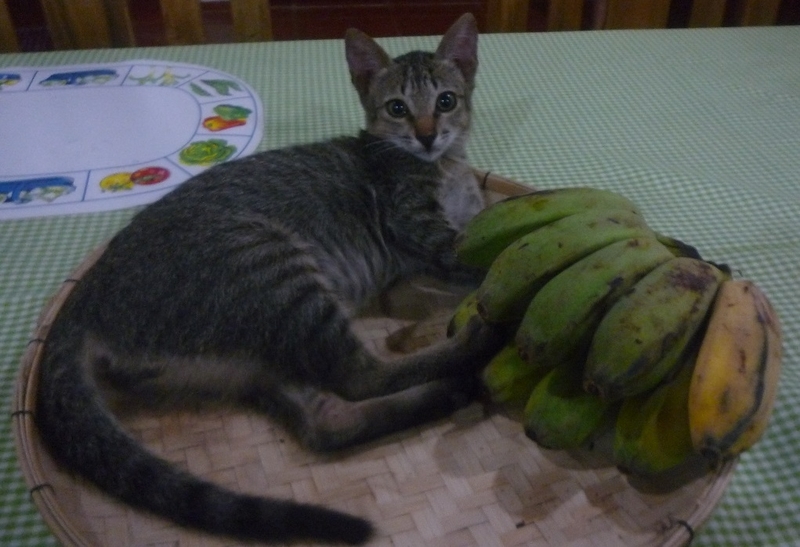 f:id:pepie17:20180907212505j:image