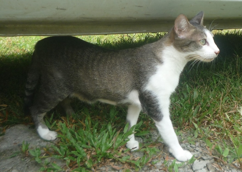 f:id:pepie17:20181103132218j:image