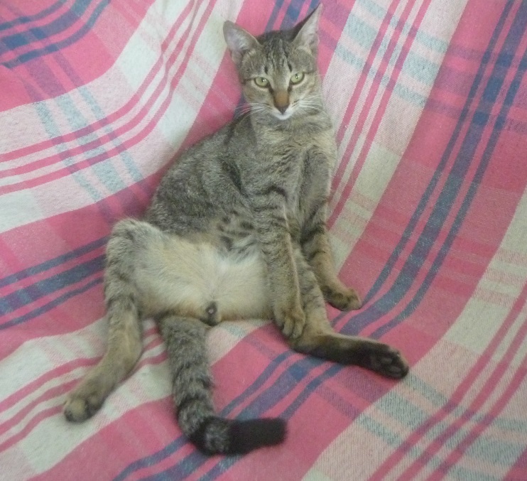 f:id:pepie17:20181106113218j:image