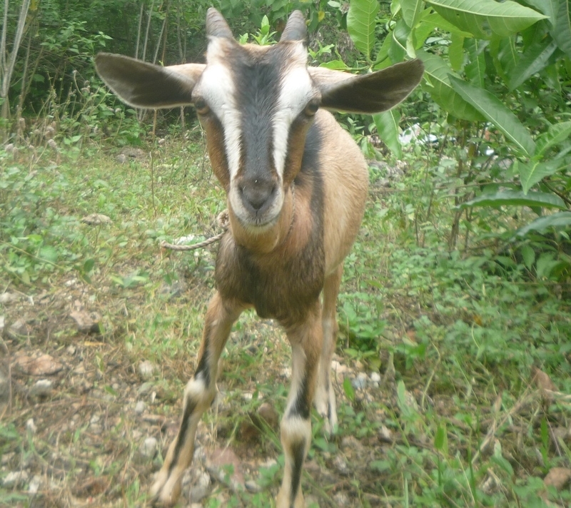 f:id:pepie17:20181110144458j:image