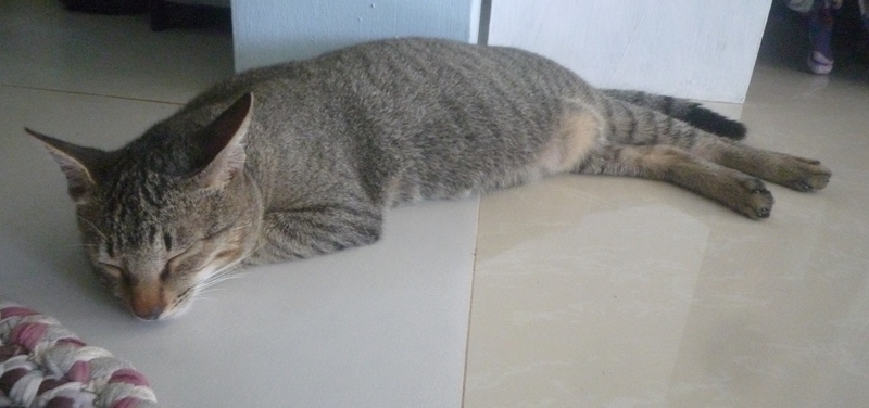 f:id:pepie17:20181115113817j:image