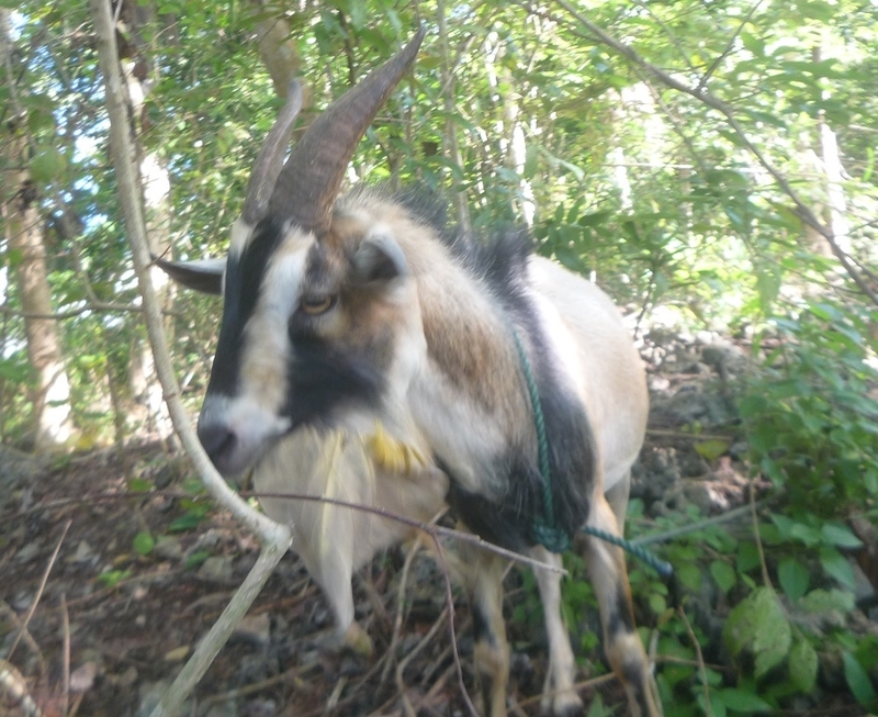 f:id:pepie17:20181126153019j:image