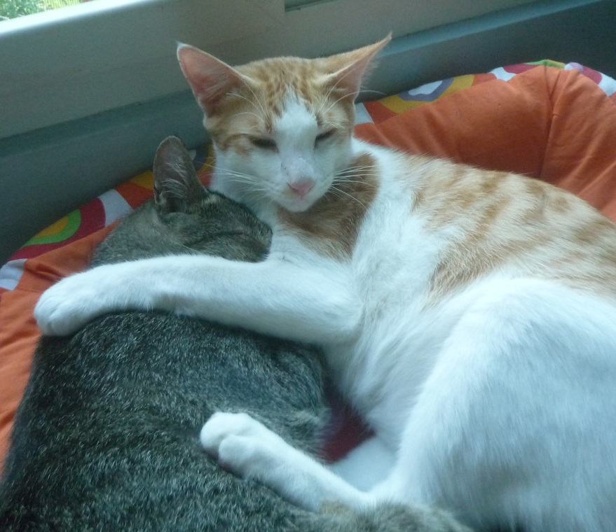 f:id:pepie17:20190401070626j:plain