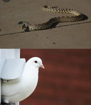 f:id:pepie17:20210706182103j:plain