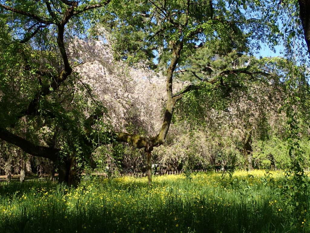 国破れて山河在り 城 春にして草木深し 一日一美