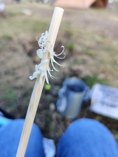 f:id:peraneko:20191104210540j:plain