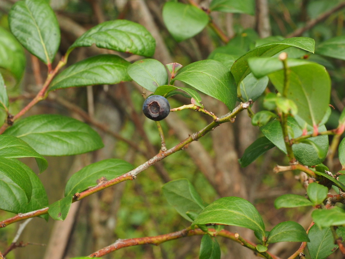 f:id:perezvon6:20190915020145j:plain