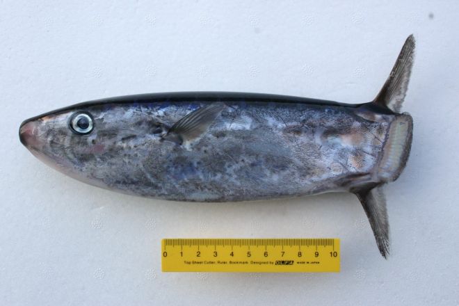 f:id:perilla008:20210423062629j:plain