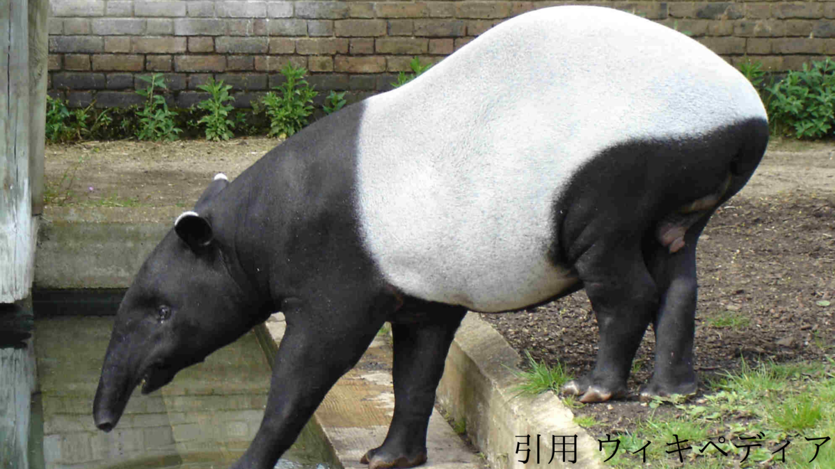 アリクイと何が違うの 知ってほしいバクの雑学 ザックリ解説 とぶクルマの雑学ブログ