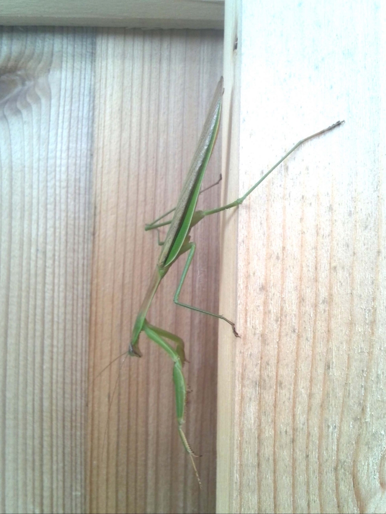 f:id:permabug:20160925130107j:plain f:id:permabug:20160925130107j:plain