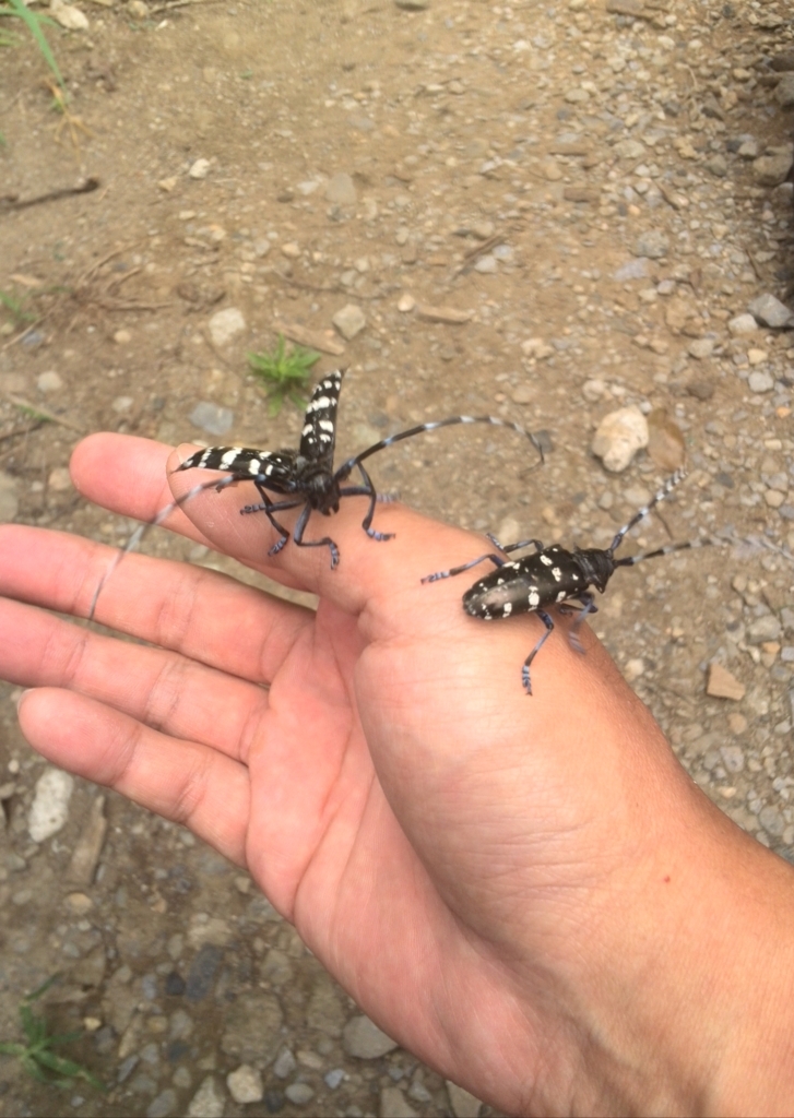 f:id:permabug:20170725002623j:plain