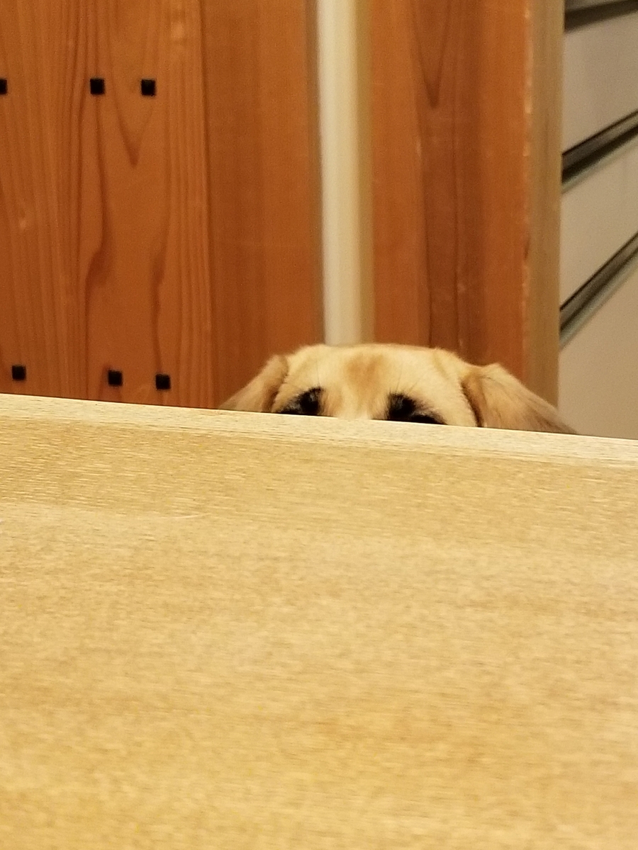 f:id:permabug:20200716223710j:plain f:id:permabug:20200716223710j:plain