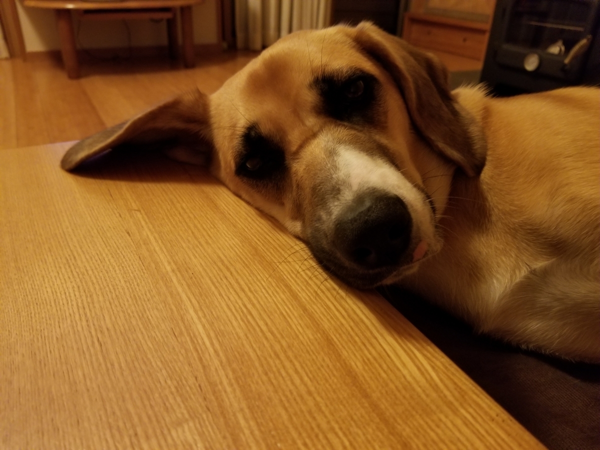 f:id:permabug:20200716224228j:plain f:id:permabug:20200716224228j:plain