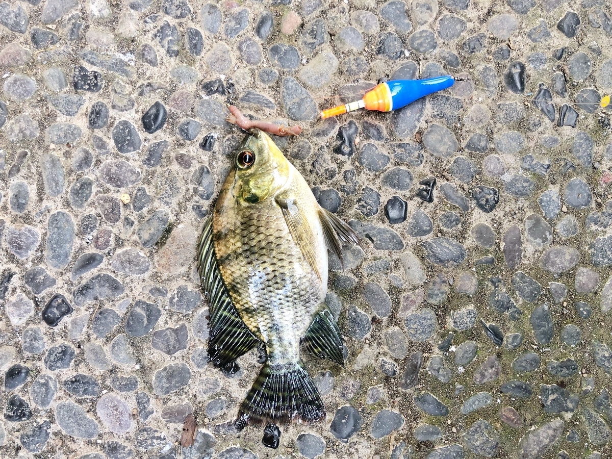 世界遺産 バリ島 バトゥール湖でのんびり魚釣りをしよう 断捨離が行き過ぎて家まで無くなった話