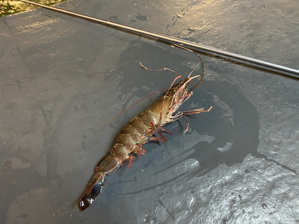 マレーシアでエビ釣り クアラルンプール Ebi Fishingでタイガーエビを釣る 値段 行き方まとめ 断捨離が行き過ぎて家まで無くなった話