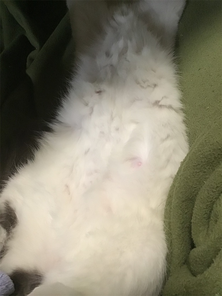 f:id:perokon:20200103160142j:image