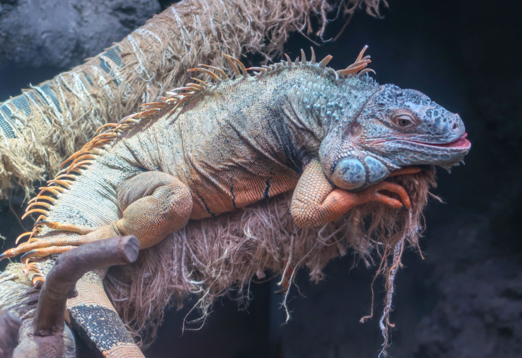 f:id:peroon:20180325050501p:plain f:id:peroon:20180325050501p:plain