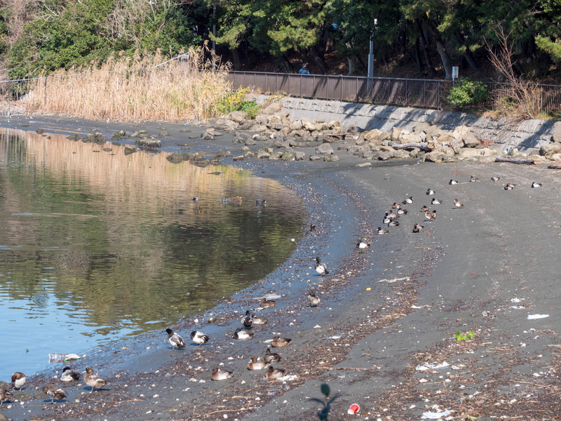 f:id:peroon:20200130125059j:plain